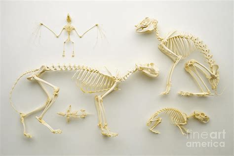Mammalian Skeletons Photograph By Dave King Dorling Kindersley