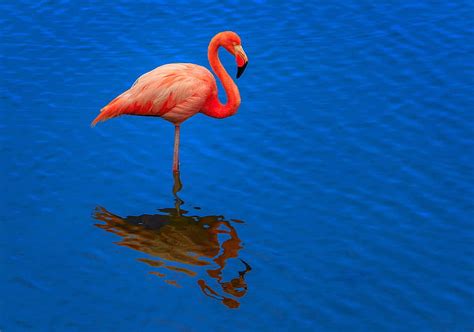 Water Reflection Bird Ruffle Flamingo Hd Wallpaper Wallpaperbetter