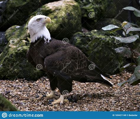 Bald Eagle Bird Stock Photos Image Portrait Picture Rocks With Moss