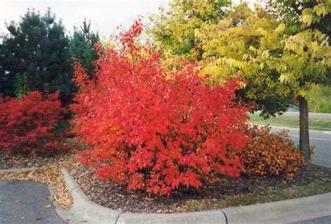 The Best Shrubs For Fall Color Patuxent Nursery