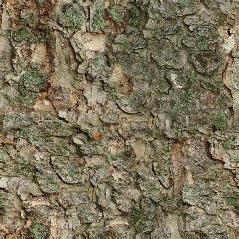 Mossy Wood Texture