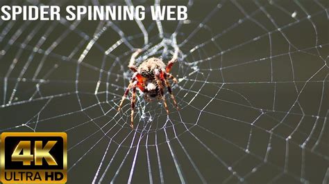 Spiders Making Web Step By Step Spider Spinning Its Web How Does A Spider Make A Web Youtube