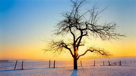 Download Wallpaper For 240x320 Resolution Sunset Behind A Lone Tree