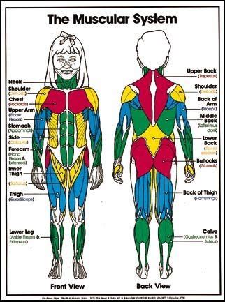 And different types of muscles in the body perform different functions according to their type and location. muscle names easy | Muscular system for kids, Muscular ...