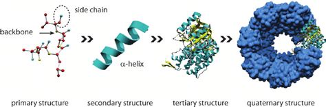 It is a linear polymer: The hierarchical structure of proteins. The primary ...
