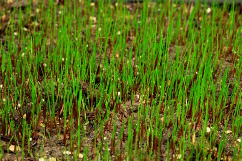 Grass Seeding Lawn Repair And Installation Norfolk Ne