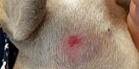 Hot Spots On Dogs What Dog Owners Need To Know