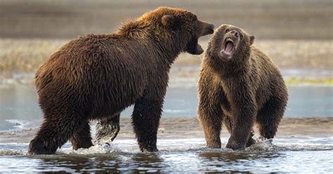 Nine Minute Alaskan Grizzly Bear Fight Viral Video Mens Journal