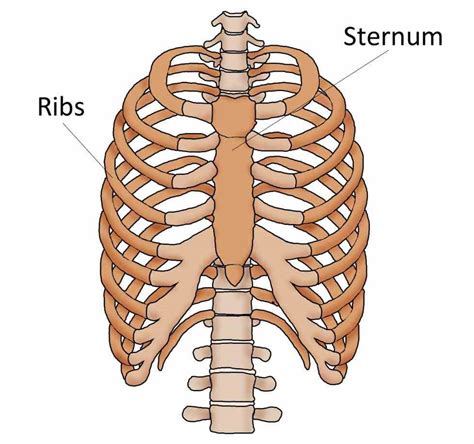 The costotransverse ligaments in human: Anatomy Of Sternum And Ribs | MedicineBTG.com
