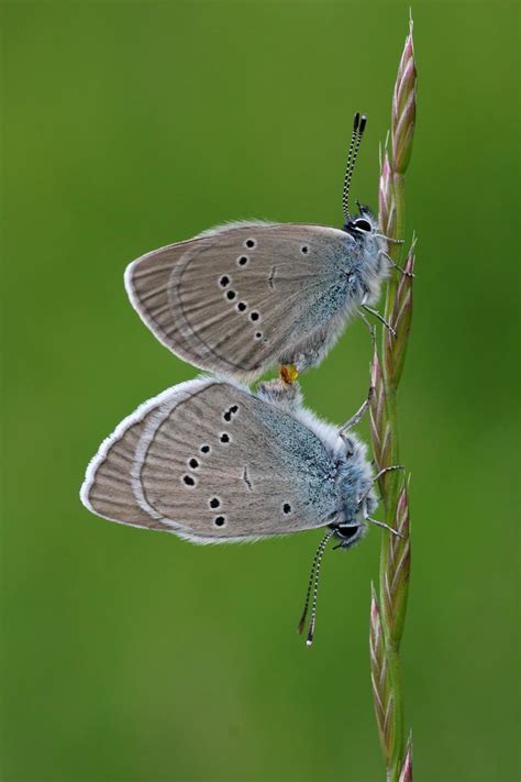 Mazarine Blue Polyommatus Semiargus Mazarine Blue Polyo Flickr