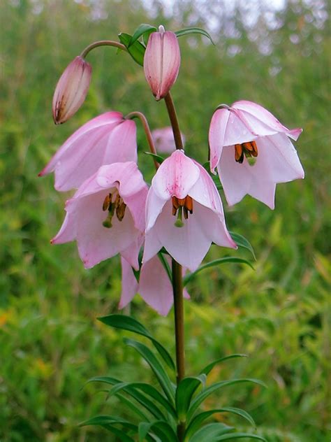 Mythologies, folklore, sonnets, and plays of the ancient greeks, romans, egyptians, and chinese are peppered with flower and plant symbolism—and for good reason. Shirui Lily state flower of Manipur