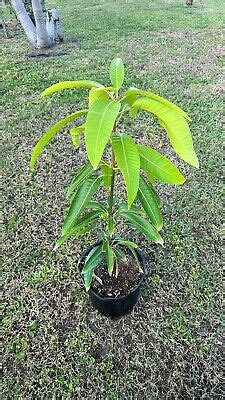Pickering Mango Seedling Mangifera Indica No Shipping To California