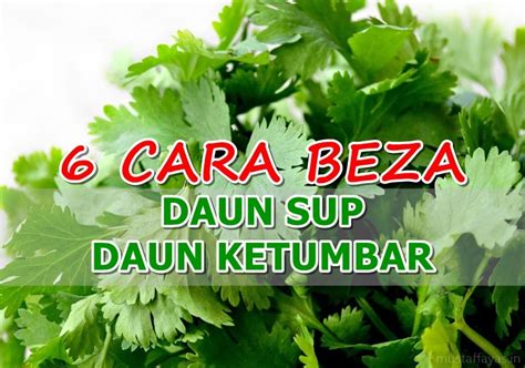 Ketumbar adalah tanaman semak semusim dan mampu tumbuh hingga ketinggian satu meter. 6 Cara Bezakan Daun Sup Dan Daun Ketumbar Paling Mudah