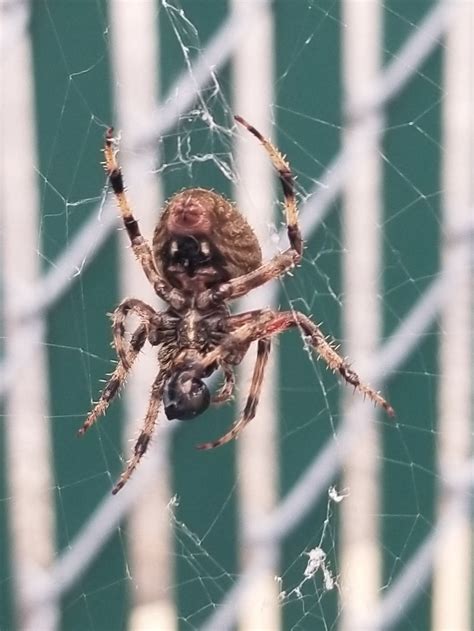 Unidentified Spider In Homewood Illinois United States