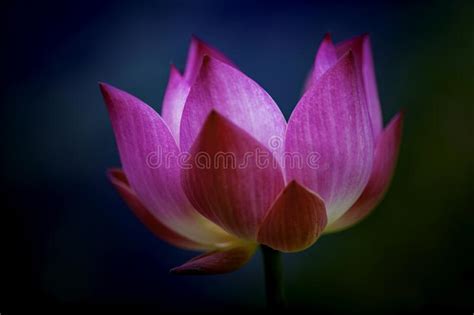 A Closeup Pink Lotus In Blossom Stock Image Image Of Front Charming