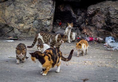 Cats All Folks Australia Aims To Kill 2 Million Feral