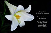 Lilies of the field, Christian graphics, Jesus is coming