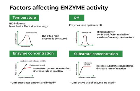 Factors Affecting Enzyme Activity Geeksforgeeks