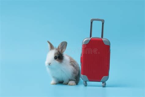Happy Fluffy Rabbit Traveler With Luggage On Blue Background Adorable