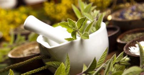 The Basics Of Herbal Remedies Survival Life