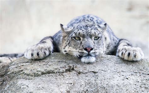 Wallpaper Snow Leopard Rest Stone Look Face 2560x1600 Hd Picture Image
