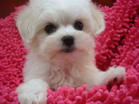 Our purpose is to inform and collect the best information, profiles, & pictures of every small dog that barks and runs. dog accessories, dog toys, dog clothes, cute dog pictures ...