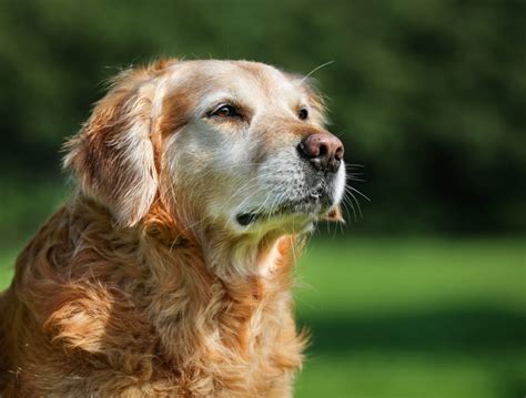 Essential Products For Your Older Dog