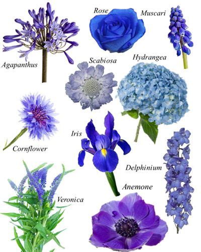Modevisning Var Ssyby5 Jun 2012 Blue Flower Names Types Of