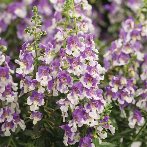 Angelonia A Archangel Blue Bicolor Beds And Borders