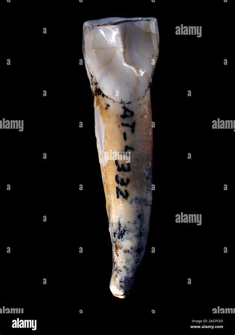 Homo Heidelbergensis Tooth This Fossil Specimen Is From The Sima De