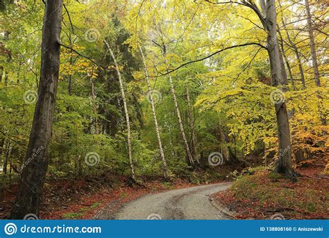 Path Through An Autumn Forest Stock Photo Image Of Beautiful Bright