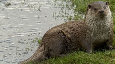 Otters Make A Welcome Return To Guildford Bbc News