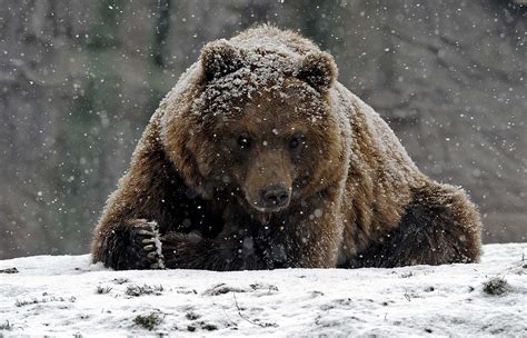 Hd Grizzly Bear Wallpaper Grizzly Bear Hd Wallpapers Winter Animals