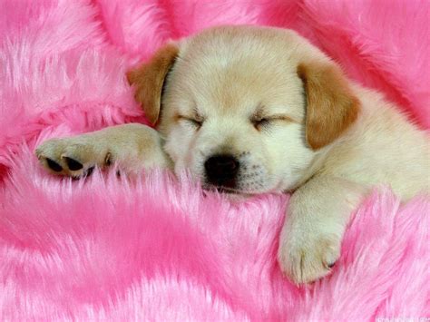 Free Download Cute Dog Wallpaper Nawpic 1600x1200 For Your Desktop