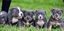 THE EXTREME POCKET BULLY PUPPIES OF VENOMLINE- AMERICAN BULLY BREEDERS ...