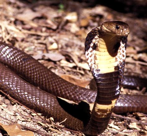 Chinese Cobra Flickr Photo Sharing