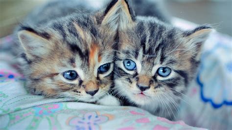 Kittens Wallpaper ·① Download Free Stunning Full Hd Wallpapers For