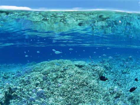 Water Sea Coral Underwater Blue Split View Hd Wallpapers Desktop
