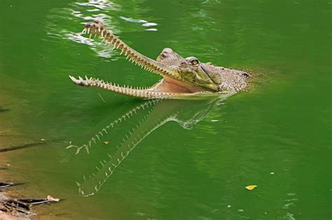 Gharial Crocodile Gharial Crocodile Animals