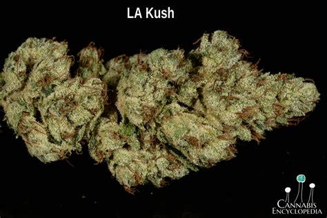 La Kush X Gorilla Glue 4 Rootseller Seeds