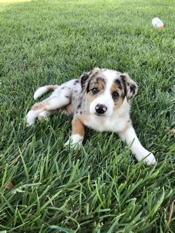 Find free puppies near me, adopt a puppy, buy puppies direct from kennel breeders and puppy owners in togo. ABCA Border collie puppies for sale - Nex-Tech Classifieds
