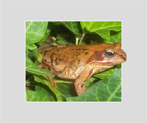 Free Images Water Nature Pond Biology Toad Amphibian Close