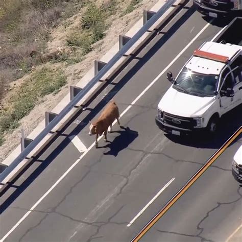 Real Cowboys Lasso An Escaped Cow On An Busy Highway 1011 Krmd