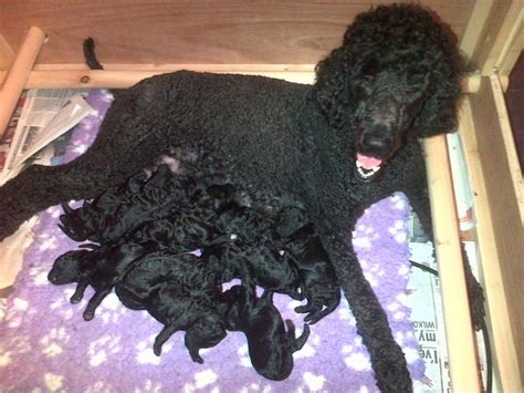Get healthy pups from responsible and professional breeders at puppyspot. Black Standard Poodle puppies,6 girls and 4 boys. | Deal, Kent | Pets4Homes