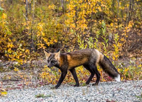 12 Facts About Cross Foxes What Is A Cross Fox All Things Foxes