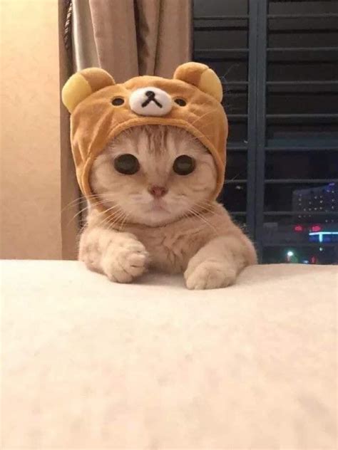 Pin On Cute Cats