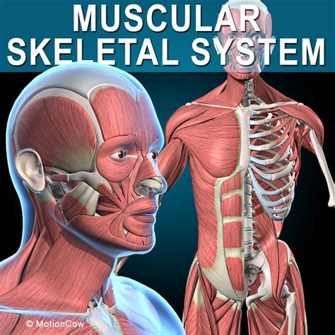 3d Human Vertebrae Skeleton Muscles Anatomy Model