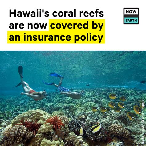 Hawaiis Coral Reefs Are Now Covered Under A 2 Million Insurance