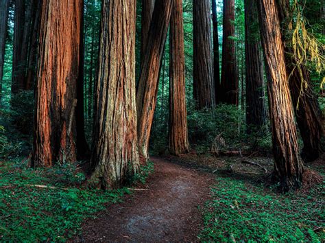Redwood Trees Desktop Wallpapers Top Free Redwood Trees Desktop