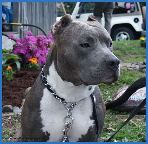 Blue Pitbull Uncropped Ears